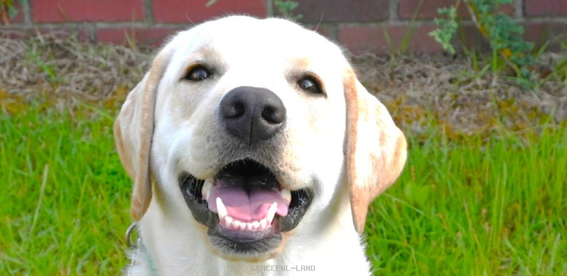 ジョージ(英国血統) ジョージ(英国血統)